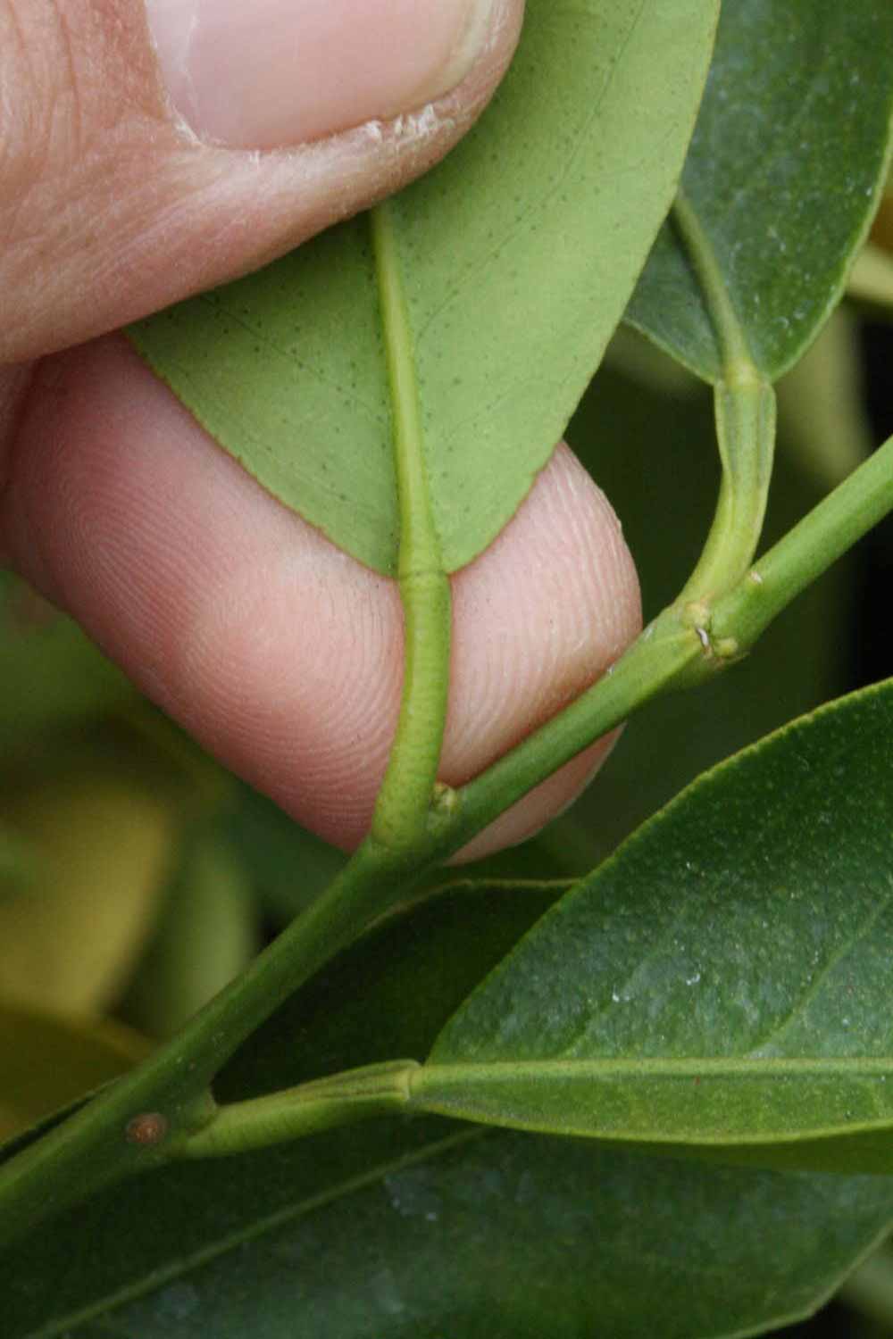              Petiole (SRA 63, Riverside, CA)       